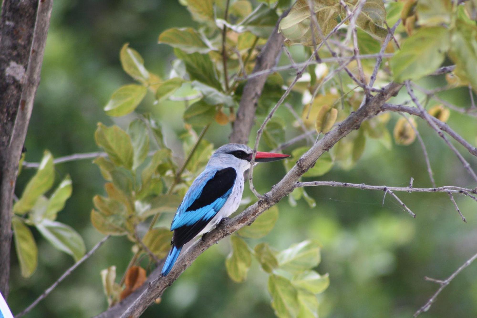 Normann Safari Bush Lodge Phalaborwa Esterno foto