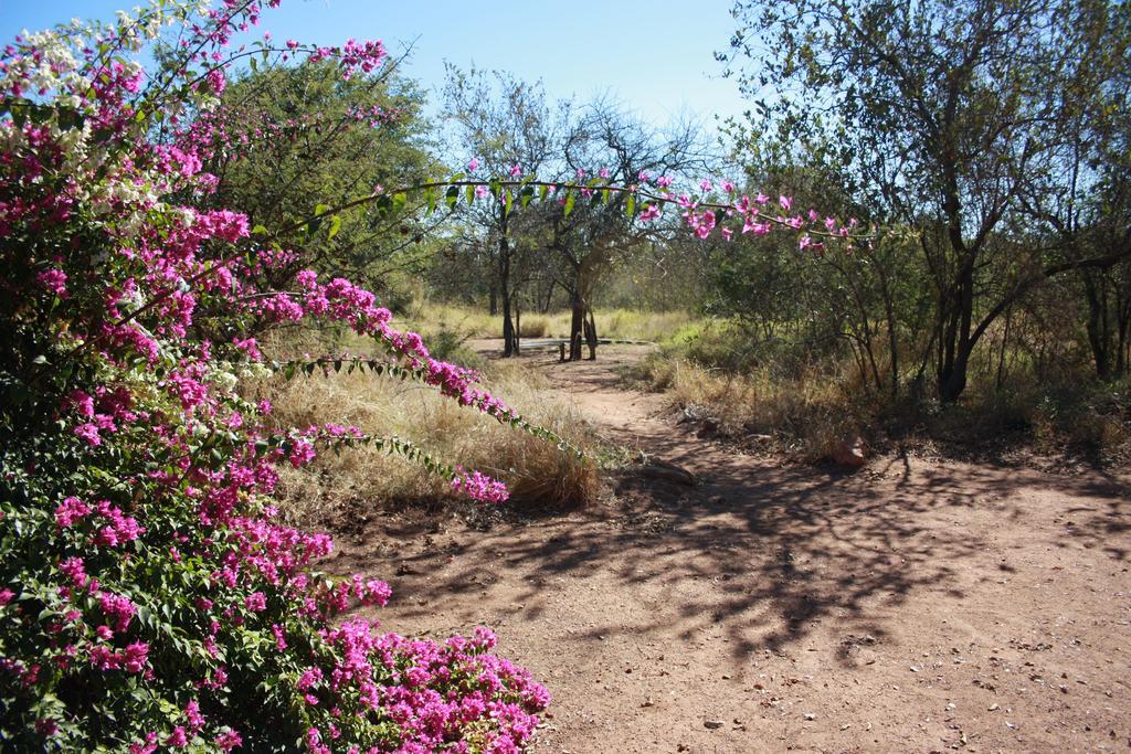 Normann Safari Bush Lodge Phalaborwa Esterno foto