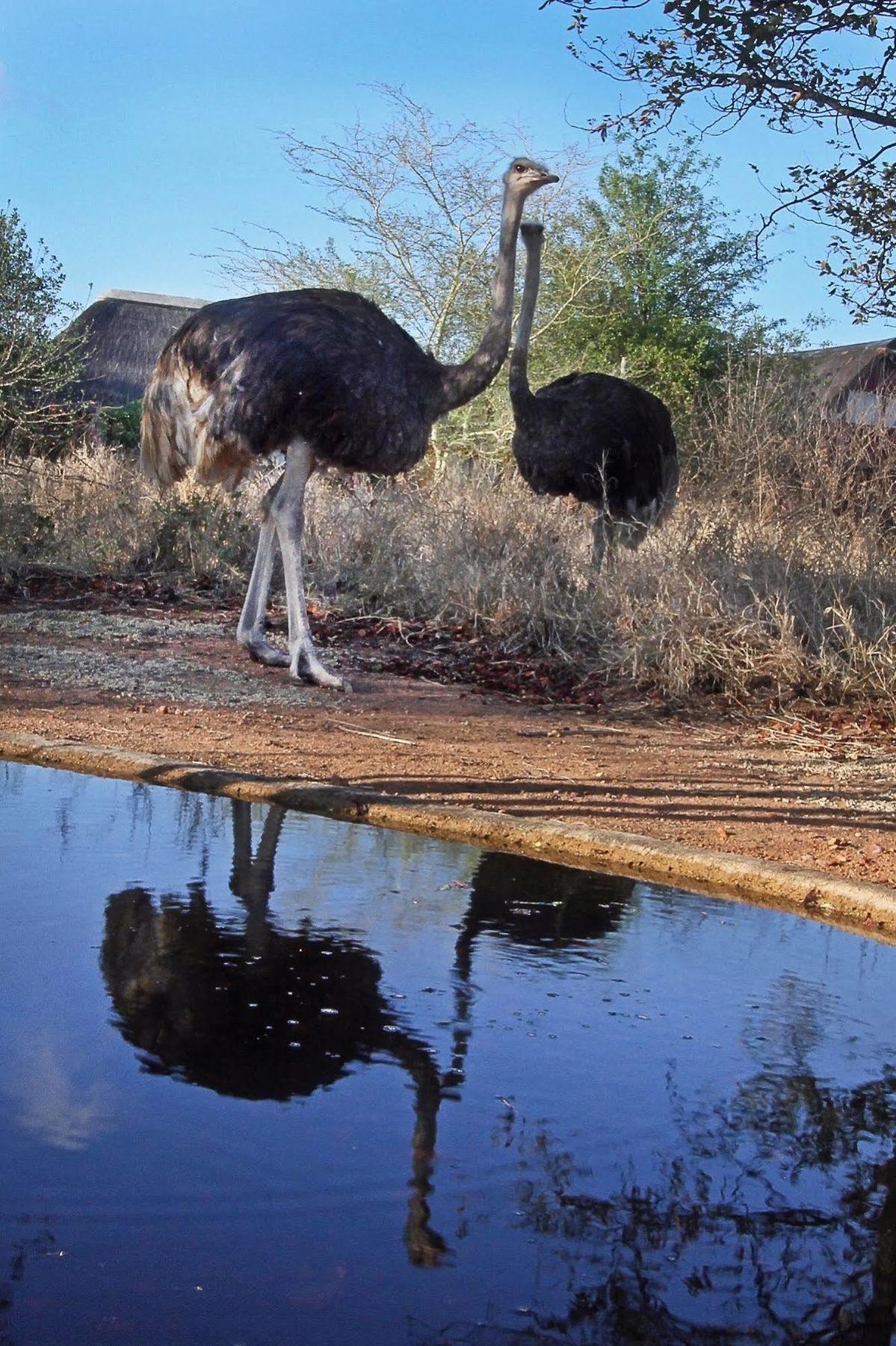 Normann Safari Bush Lodge Phalaborwa Esterno foto